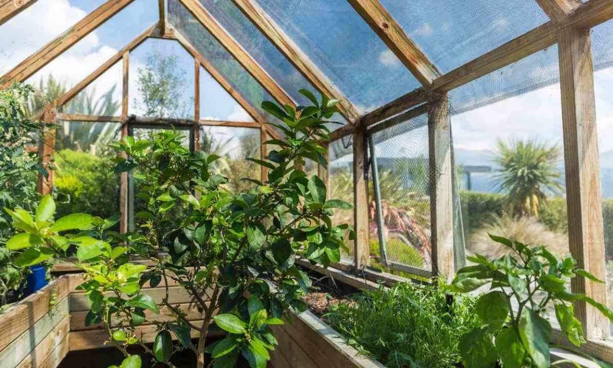 What to cover the country greenhouse with