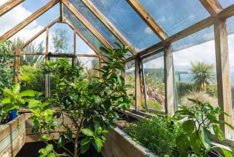 What to cover the country greenhouse with
