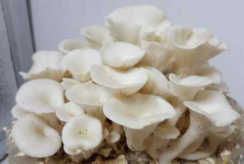 How to grow up champignons and oyster mushrooms