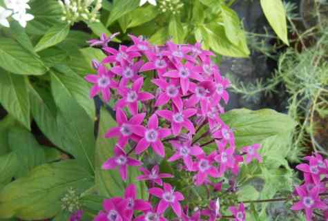 Lanceolate Pentas: instruction for leaving