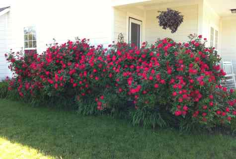 How to plant house roses