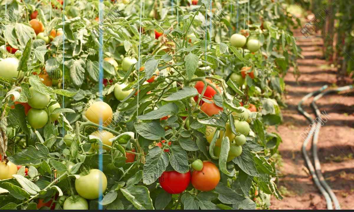 How to water tomatoes in the open ground