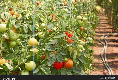 How to water tomatoes in the open ground