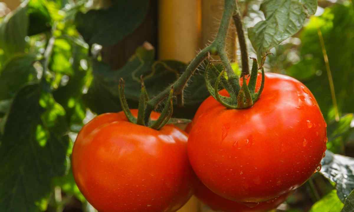 All about tomatoes: how to pasynkovat