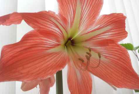 Hippeastrum: care for flower, features of contents