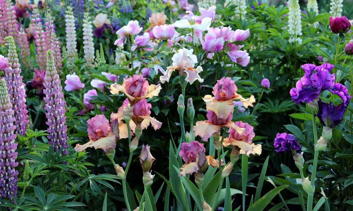 How to put irises in the fall and in the spring: technology from experienced gardeners