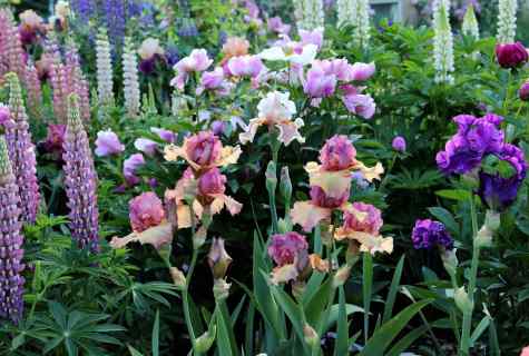 How to put irises in the fall and in the spring: technology from experienced gardeners