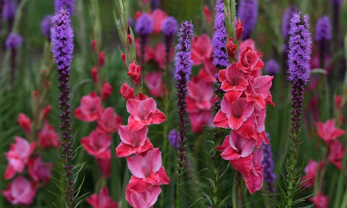 When to plant gladioluses to the open ground in the spring