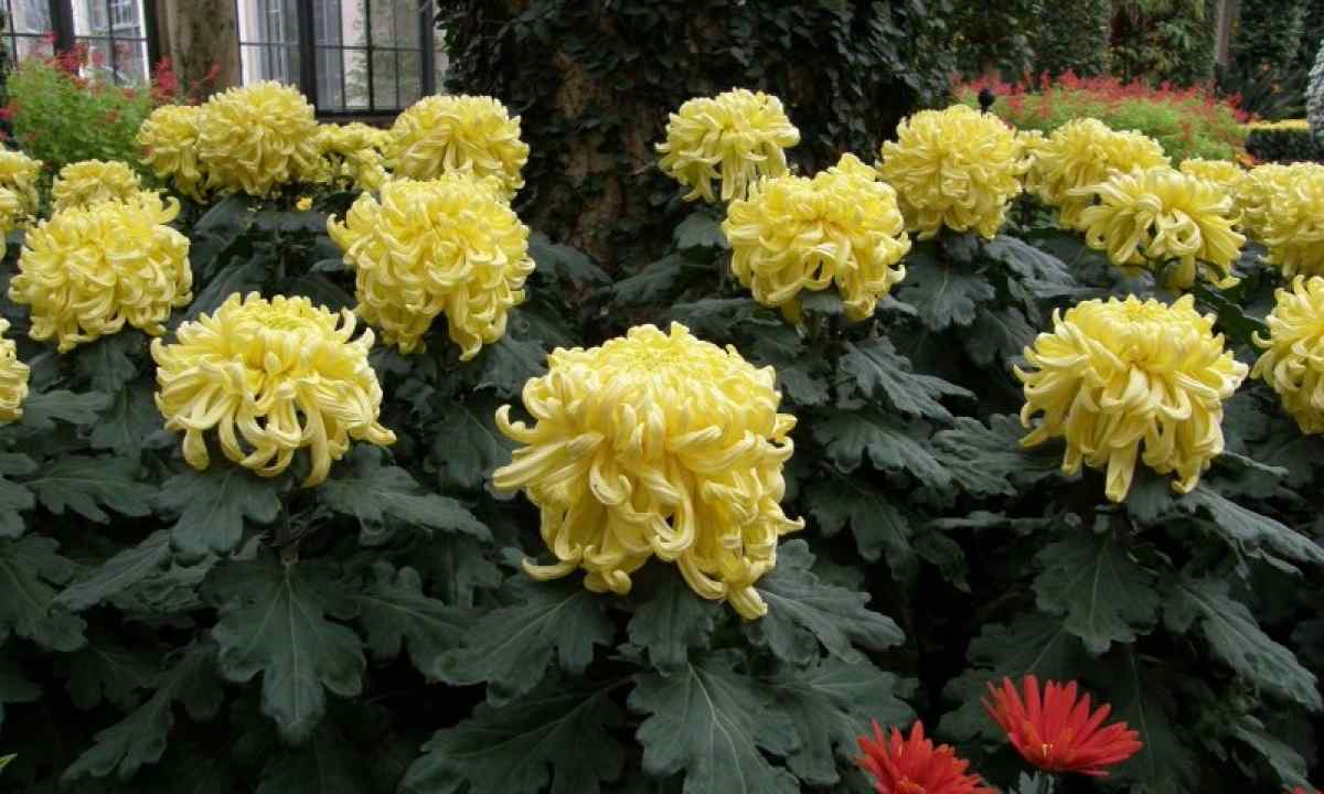 How to look after chrysanthemums