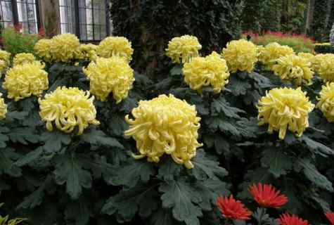 How to look after chrysanthemums