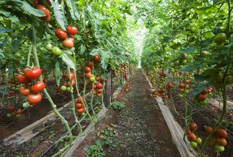 How correctly and often to water tomatoes in the greenhouse