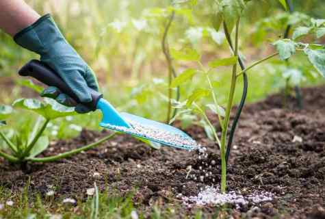What fertilizers are necessary for tomatoes