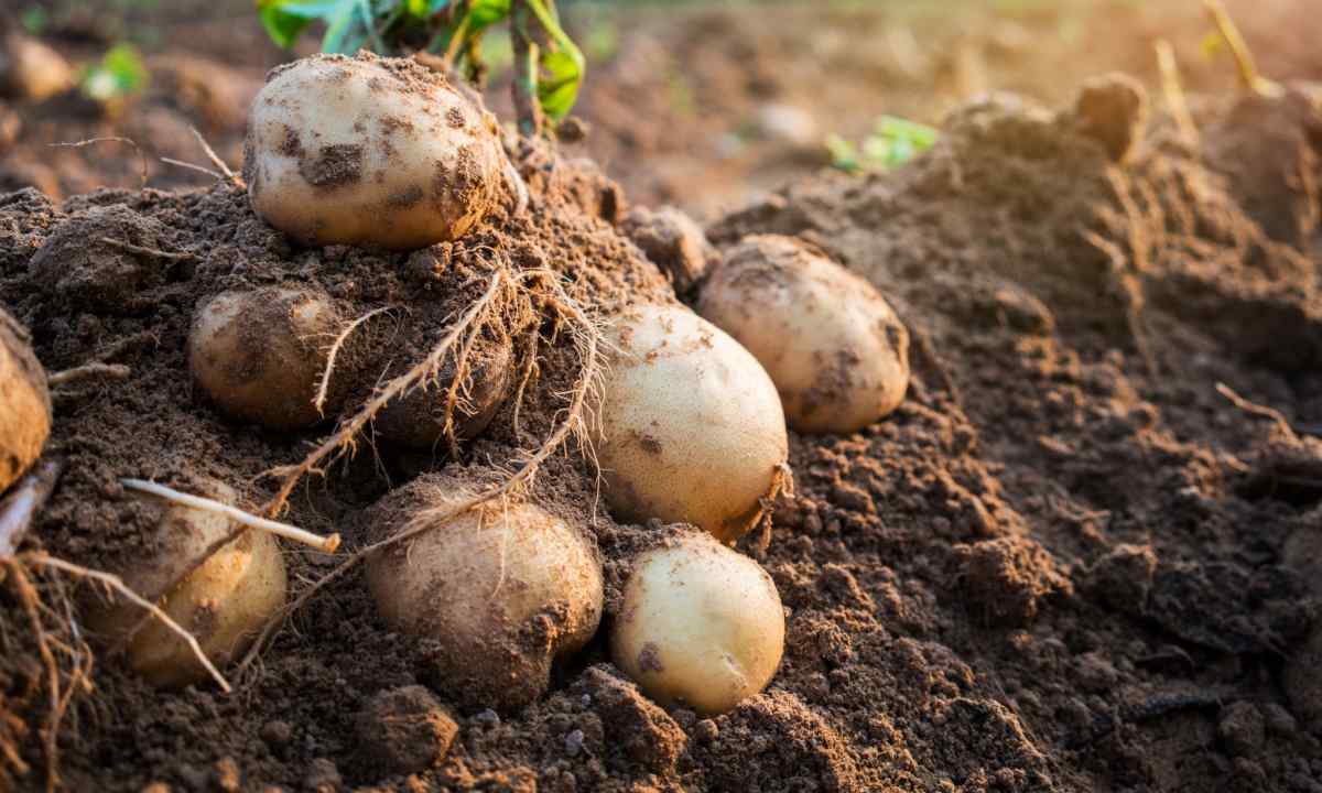 How to plant potato under hay