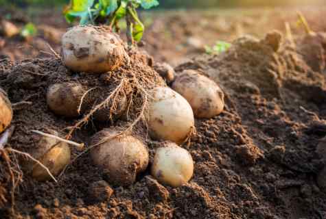 How to plant potato under hay