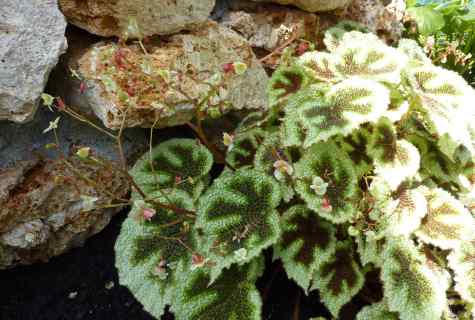 How to transplant begonia