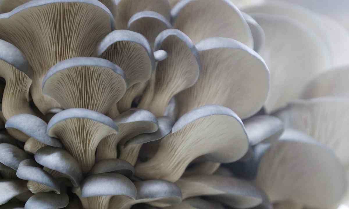 How to grow up oyster mushroom mycelium