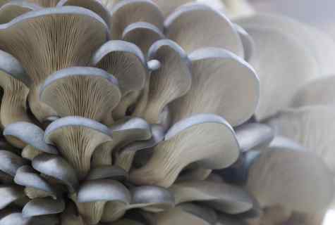 How to grow up oyster mushroom mycelium