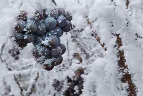 How to cover grapes at winter