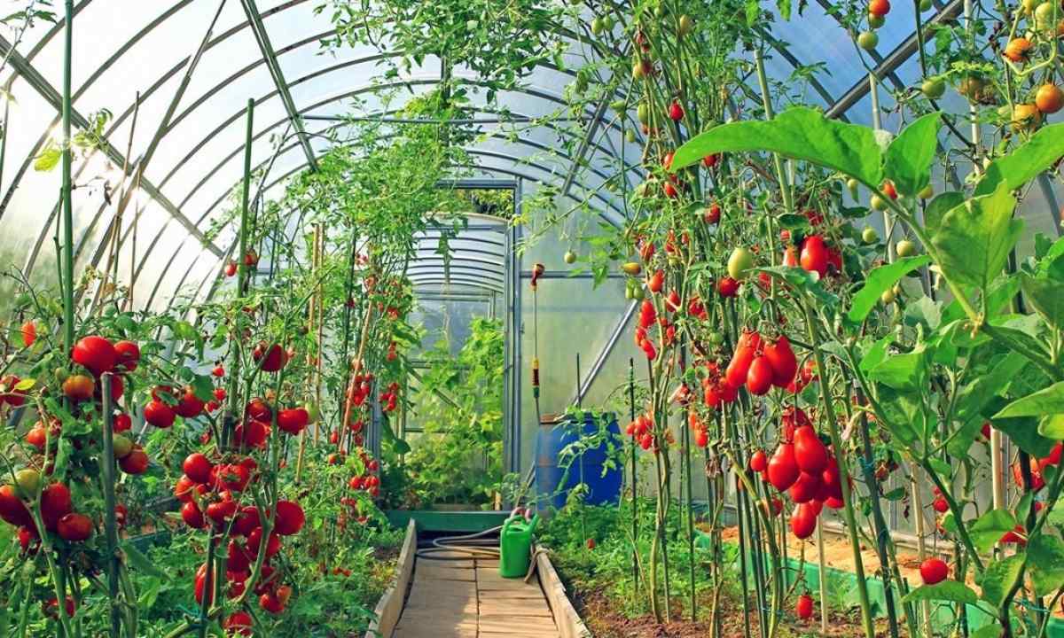 How many bushes tomato can be planted in the greenhouse