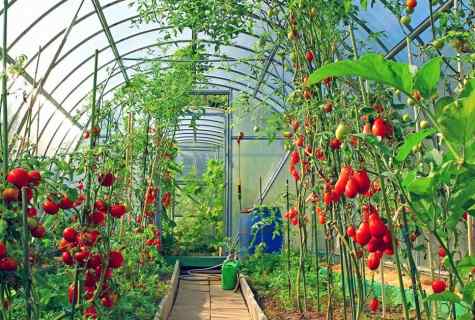 How many bushes tomato can be planted in the greenhouse