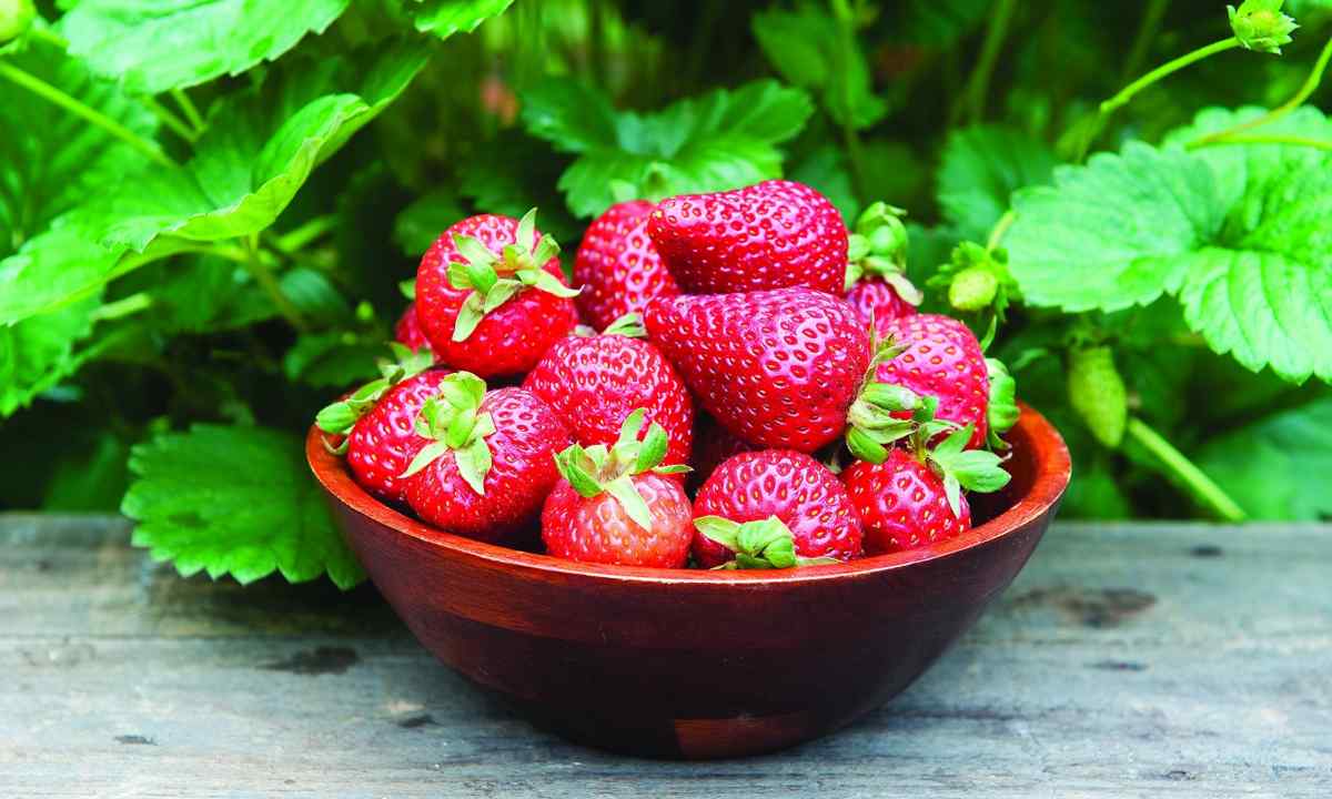 How to couch seeds of wild strawberry (strawberry)