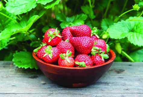 How to couch seeds of wild strawberry (strawberry)