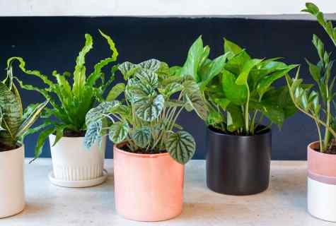 What curative plants to plant on the site