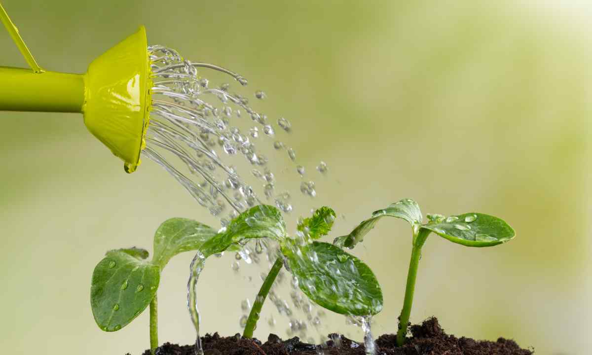 How to water plants during heat