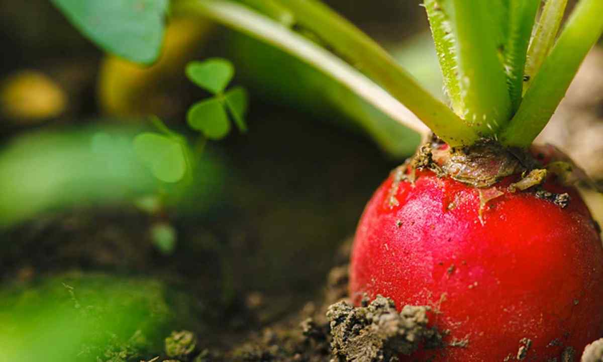 How to keep garden radish for the winter