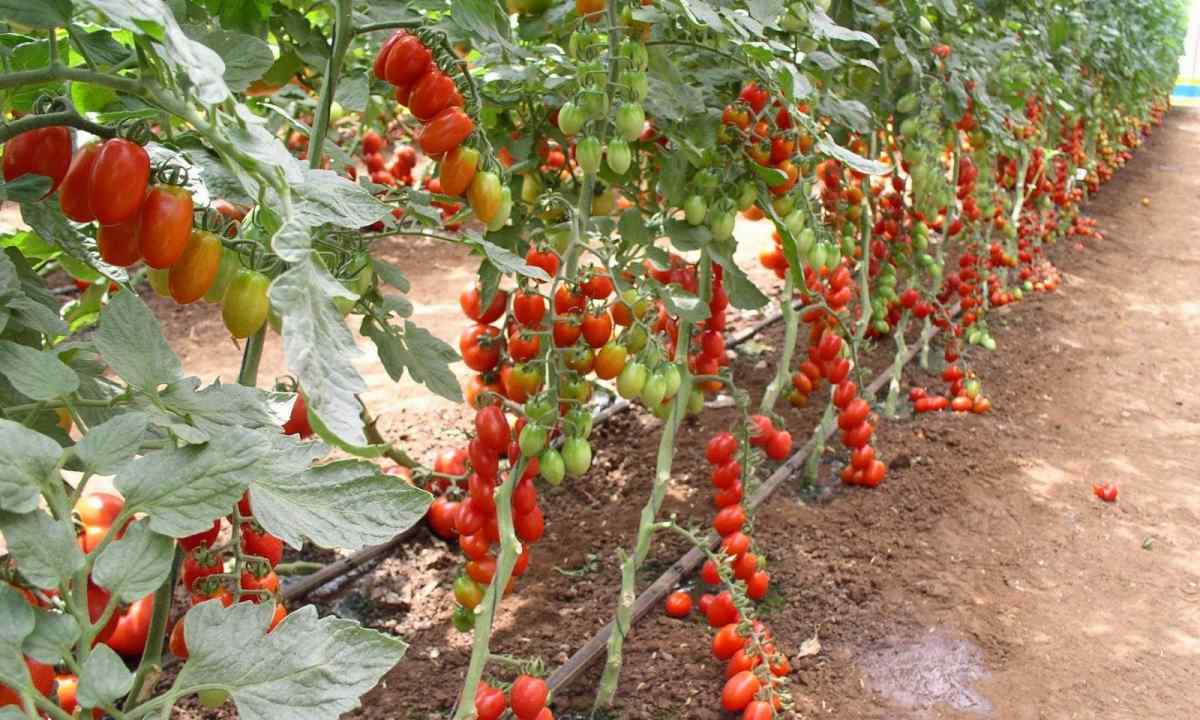 As it is necessary to pasynkovat tomatoes