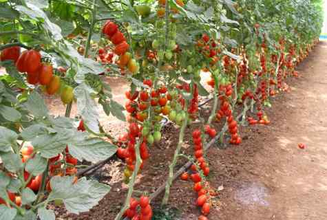 As it is necessary to pasynkovat tomatoes