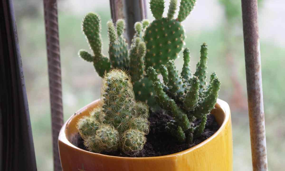 How to treat cactus