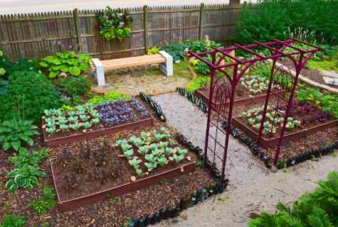 How to arrange beds on kitchen garden