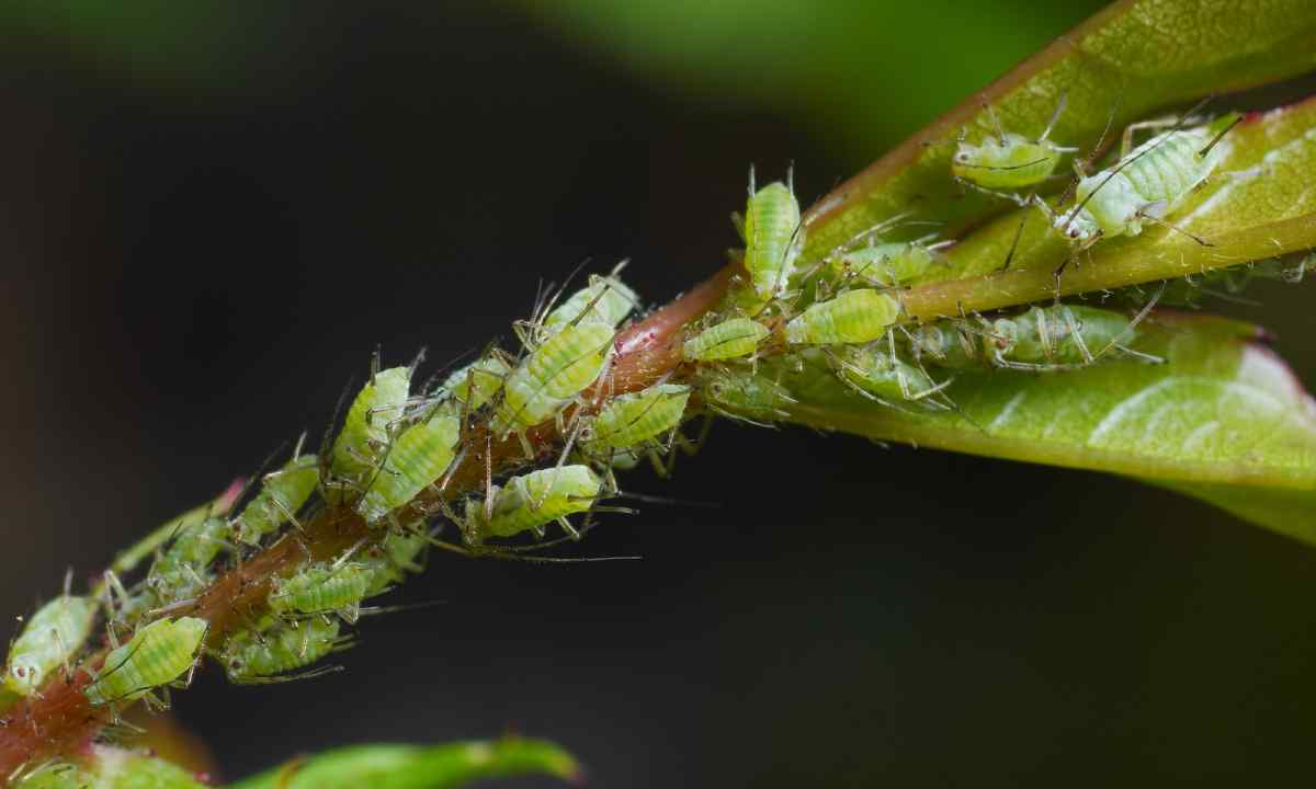 Than to process apple-tree from plant louse