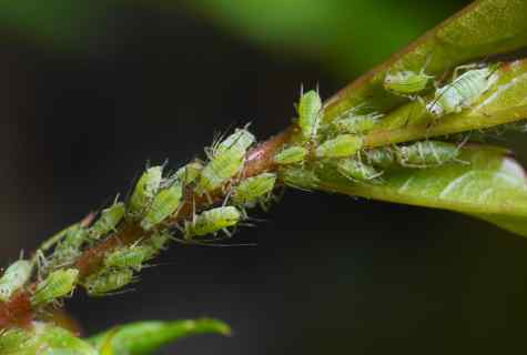 Than to process apple-tree from plant louse
