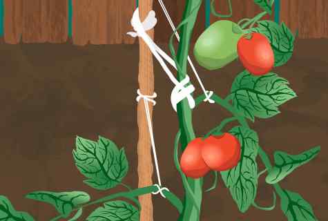 How to tie up tomatoes in the open ground