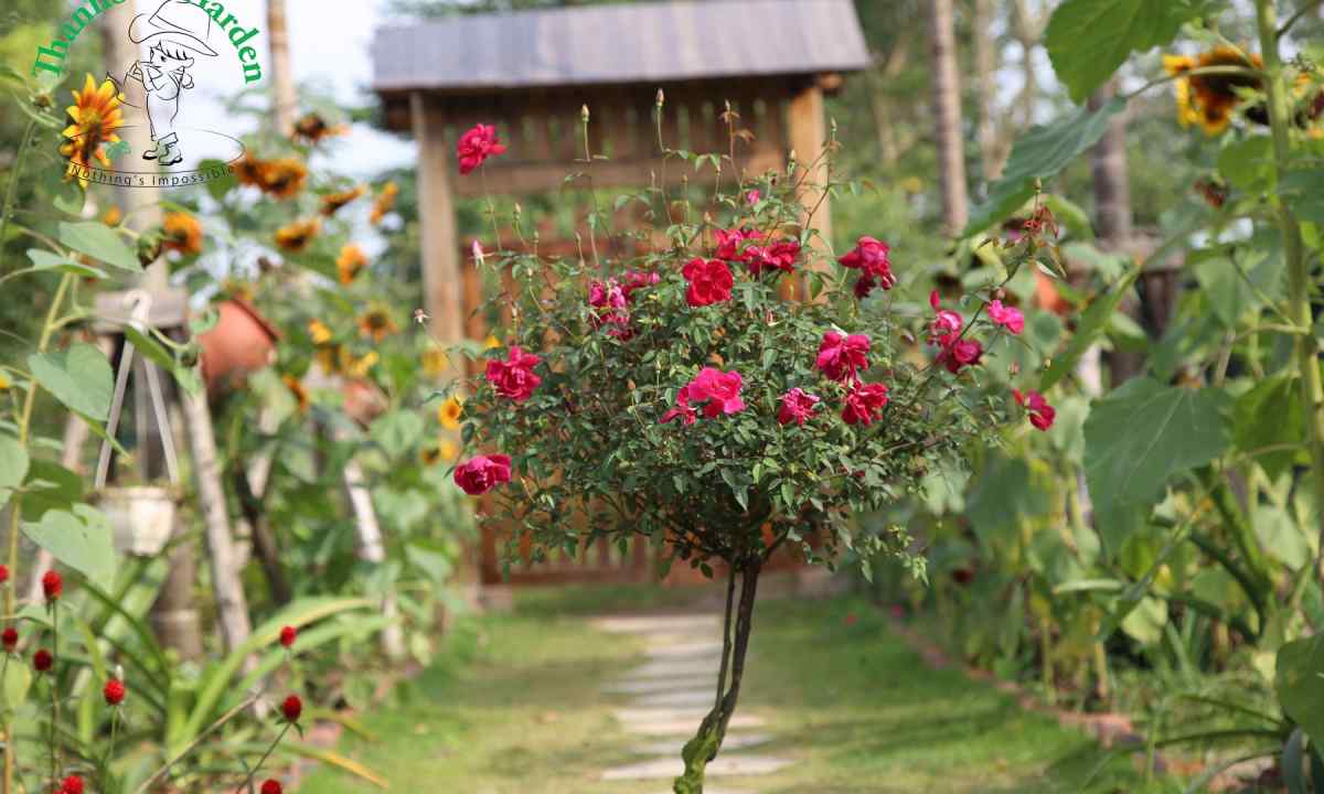 How to plant saplings of roses