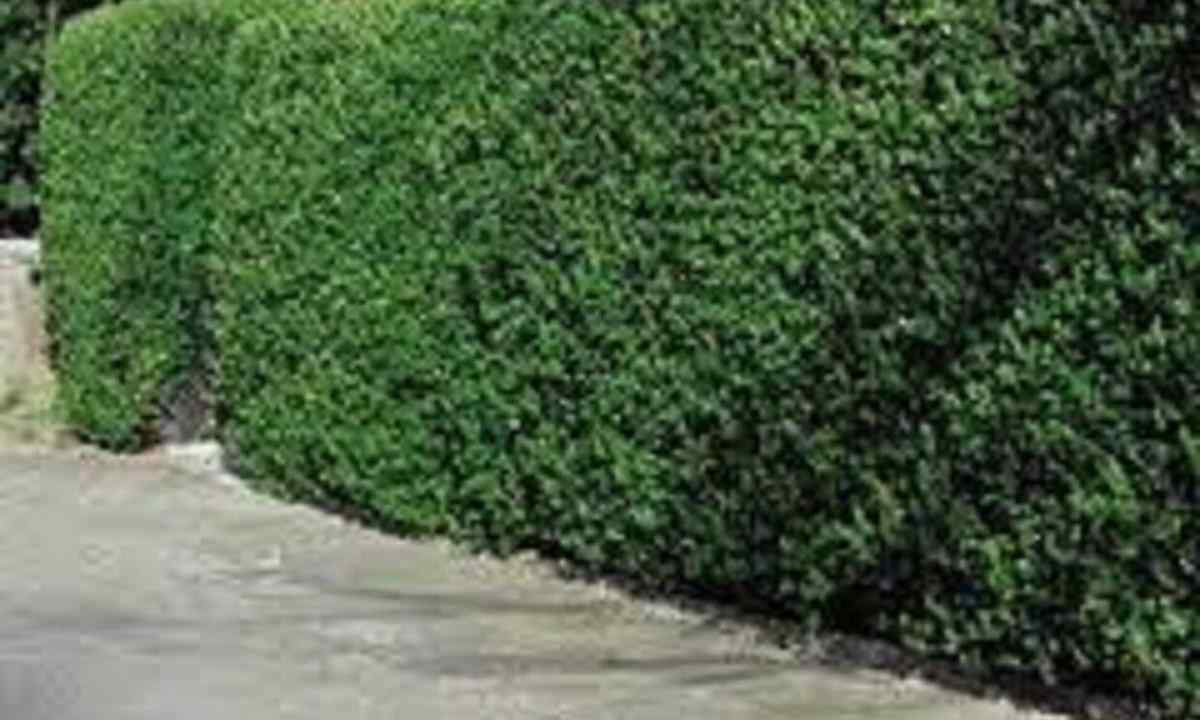 How to grow up green hedge