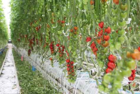 How to grow up tomatoes in the greenhouse from polycarbonate: educational program for beginners