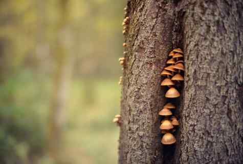 How to grow up on the site mushrooms from the wood