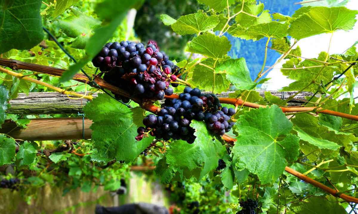 Features of care for grapes in the spring