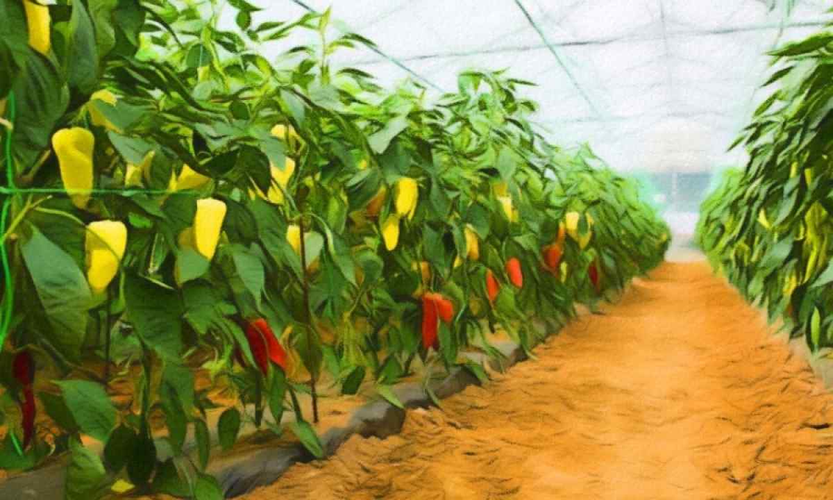 The correct fertilizing of pepper in the greenhouse