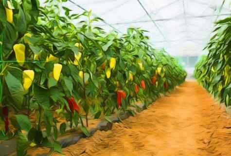 The correct fertilizing of pepper in the greenhouse