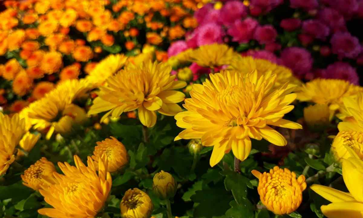 How to plant chrysanthemum in the fall
