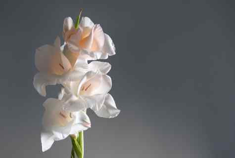 How to grow up gladiolus