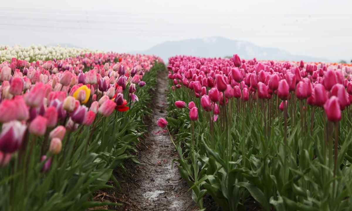How to keep tulips till spring