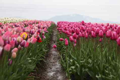 How to keep tulips till spring