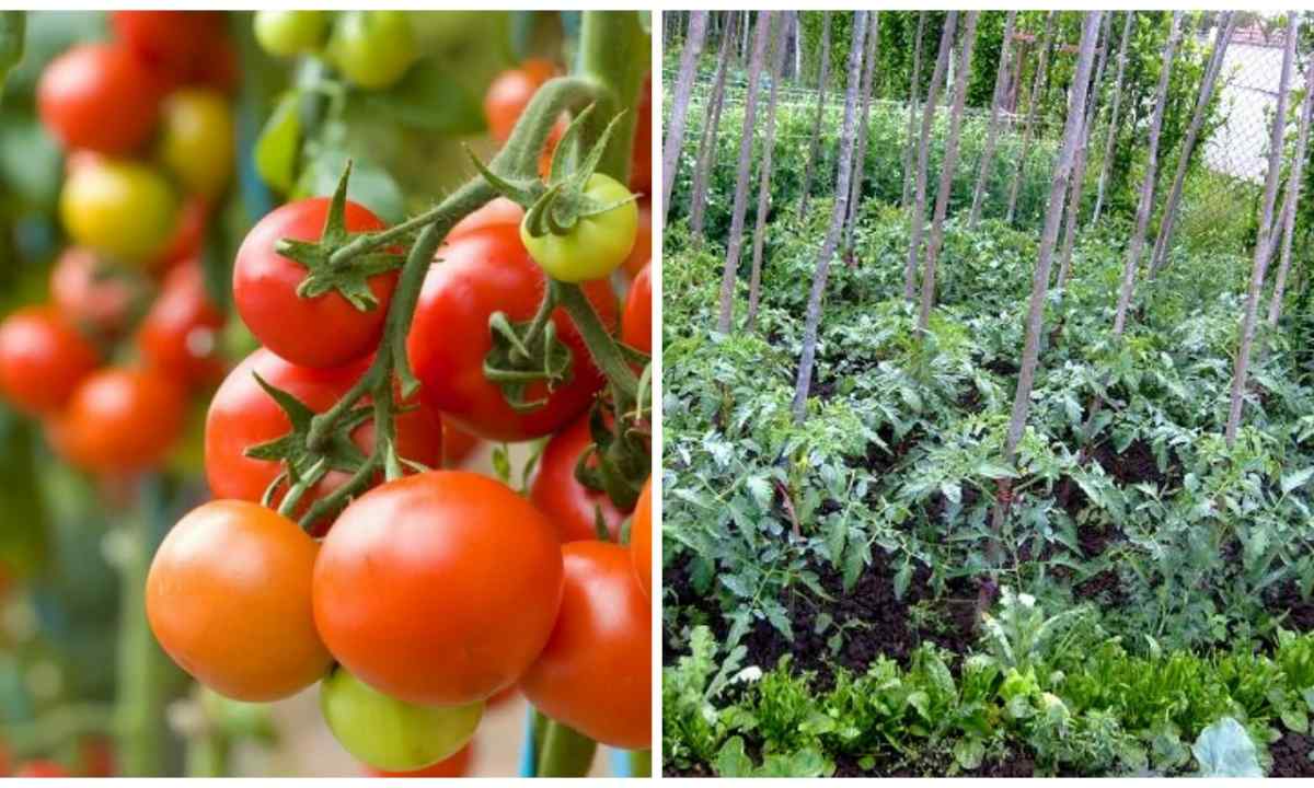 How to grow up giant tomatoes