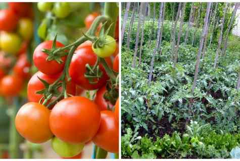 How to grow up giant tomatoes