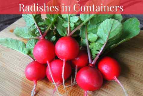 How to grow up radish
